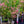 Load image into Gallery viewer, Franco's Red Dogwood - Dogwood Tree - Flowering Trees