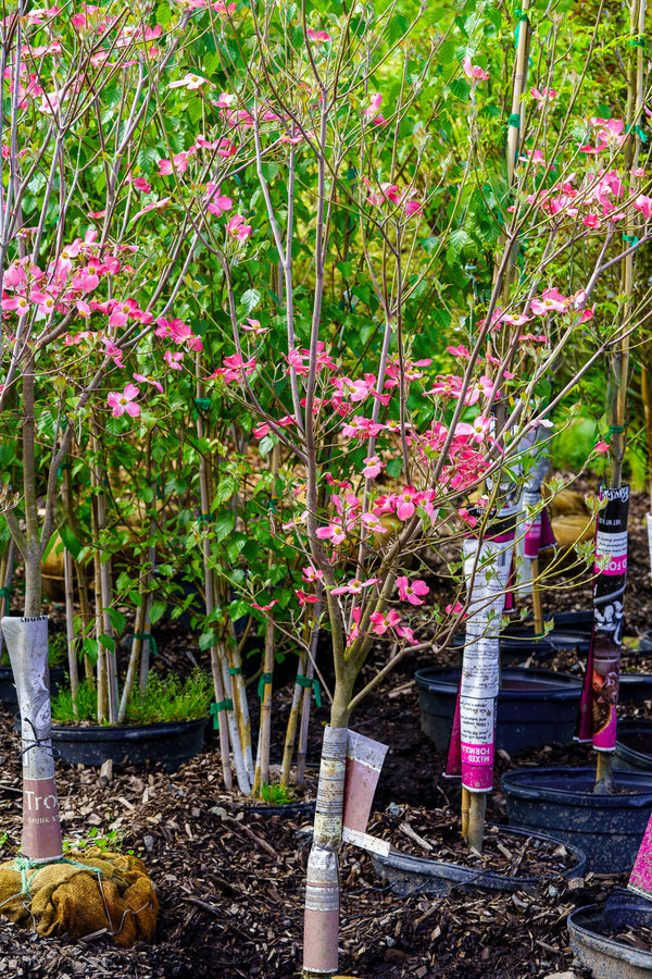 Franco's Red Dogwood