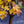 Load image into Gallery viewer, Redpointe Red Maple