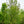Load image into Gallery viewer, Redpointe Red Maple