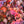 Load image into Gallery viewer, Redpointe Red Maple