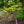 Load image into Gallery viewer, Franklin Tree