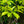 Load image into Gallery viewer, Franklin Tree