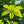 Load image into Gallery viewer, Franklin Tree