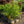 Load image into Gallery viewer, Franklin Tree
