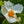 Load image into Gallery viewer, Franklin Tree