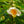 Load image into Gallery viewer, Franklin Tree