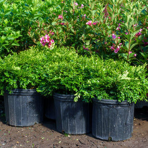 Franklin's Gem Boxwood