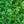 Load image into Gallery viewer, Franklin's Gem Boxwood