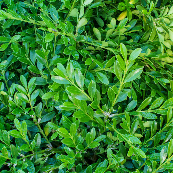 Franklin's Gem Boxwood