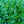 Load image into Gallery viewer, Franklin's Gem Boxwood
