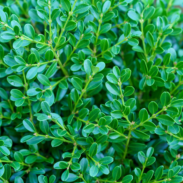 Franklin's Gem Boxwood