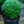 Load image into Gallery viewer, Franklin's Gem Boxwood