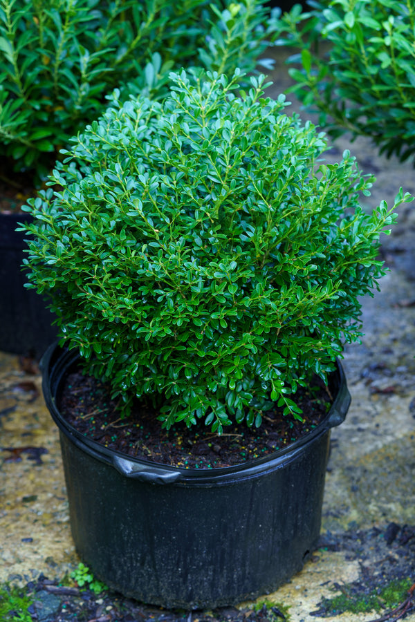 Franklin's Gem Boxwood