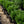 Load image into Gallery viewer, Franklin's Gem Boxwood