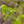 Load image into Gallery viewer, Frans Fontaine Hornbeam - Hornbeam - Shade Trees