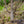 Load image into Gallery viewer, Frans Fontaine Hornbeam - Hornbeam - Shade Trees