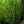 Load image into Gallery viewer, Frans Fontaine Hornbeam - Hornbeam - Shade Trees