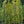 Load image into Gallery viewer, Frans Fontaine European Hornbeam