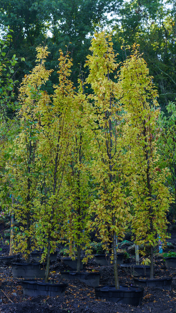 Frans Fontaine European Hornbeam