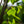 Load image into Gallery viewer, Frans Fontaine European Hornbeam