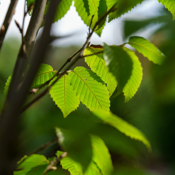 Frans Fontaine European Hornbeam