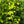 Load image into Gallery viewer, Frans Fontaine European Hornbeam