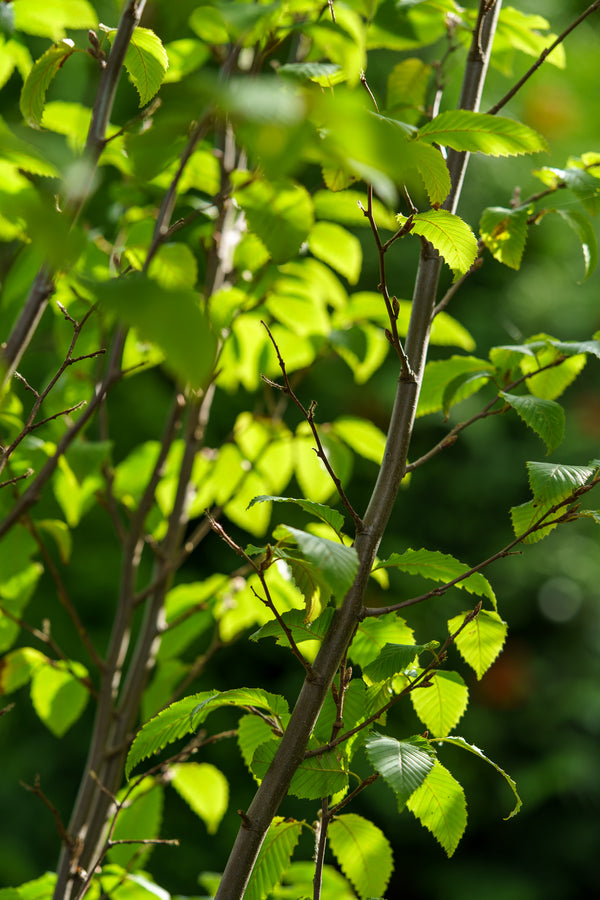 Frans Fontaine European Hornbeam