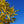 Load image into Gallery viewer, Fringe Tree