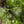 Load image into Gallery viewer, Fringetree - Other Flowering Trees - Flowering Trees