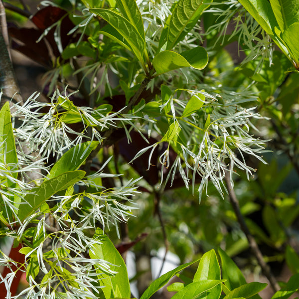 Fringe Tree