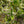Load image into Gallery viewer, Fringetree - Other Flowering Trees - Flowering Trees