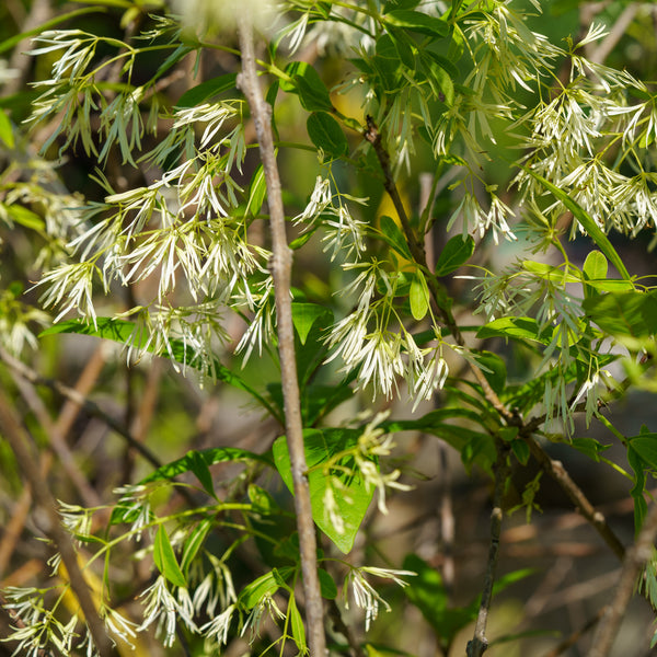 Fringe Tree