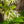 Load image into Gallery viewer, Fringetree - Other Flowering Trees - Flowering Trees