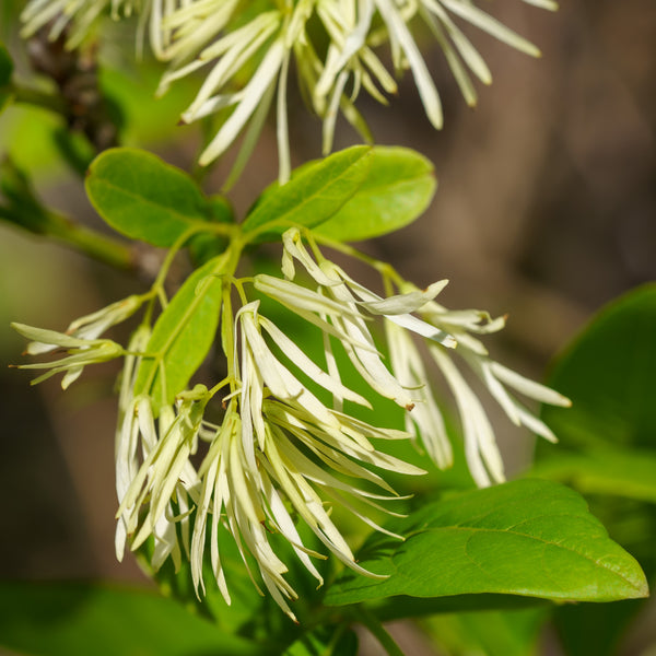 Fringe Tree