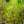 Load image into Gallery viewer, Fringetree - Other Flowering Trees - Flowering Trees
