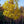 Load image into Gallery viewer, Fringe Tree