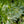 Load image into Gallery viewer, Fringetree - Other Flowering Trees - Flowering Trees