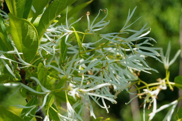 Fringe Tree