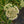 Load image into Gallery viewer, Frosted Fire Stonecrop