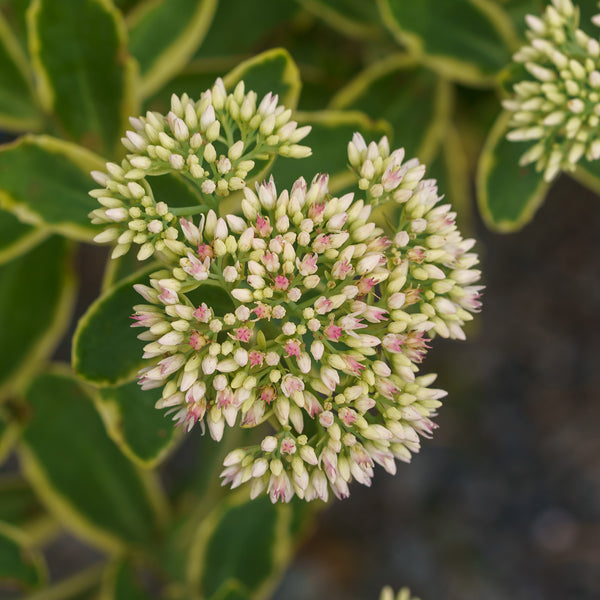 Frosted Fire Stonecrop