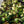 Load image into Gallery viewer, Frostkiss Illumi Lime Lenten Rose