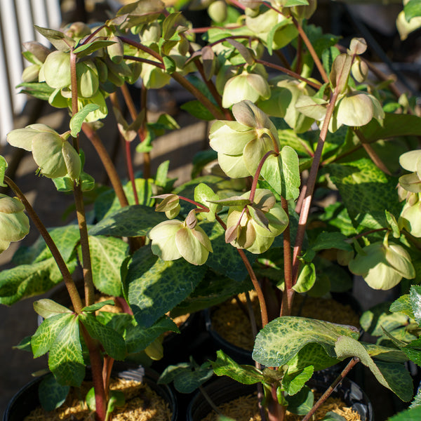Frostkiss Illumi Lime Lenten Rose