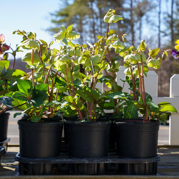 Frostkiss Illumi Lime Lenten Rose