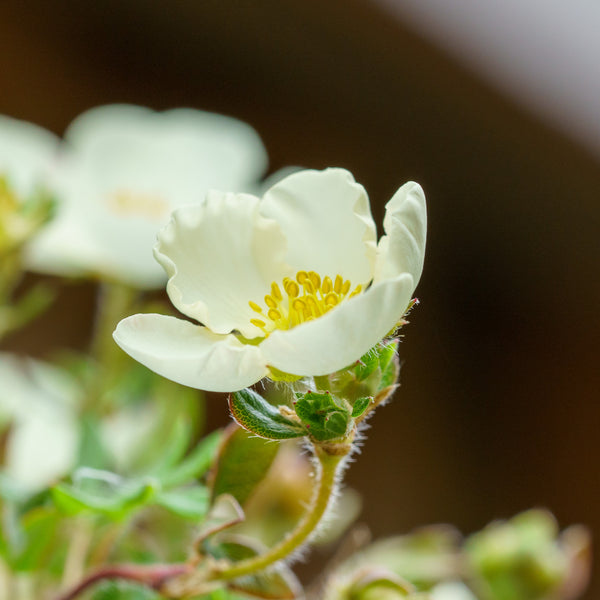 Frosty Potentilla