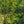 Load image into Gallery viewer, European Pear
