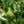 Load image into Gallery viewer, European Pear