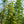 Load image into Gallery viewer, European Pear