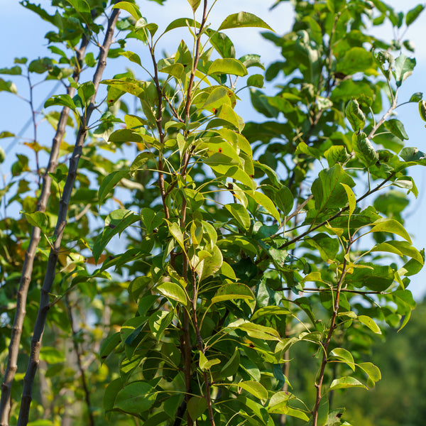 European Pear