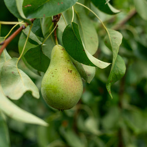 European Pear